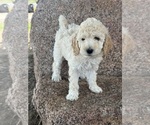 Small #6 Poodle (Standard)
