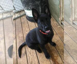 German Shepherd Dog Puppy for sale in LAFAYETTE, MS, USA