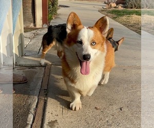 Father of the Pembroke Welsh Corgi puppies born on 10/02/2023