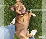 Small #1 Basset Hound Mix