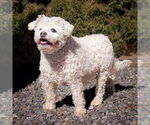 Small #3 Poodle (Miniature)