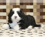 Small #1 Bernedoodle (Miniature)