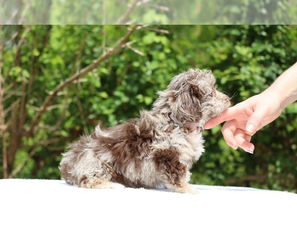 Medium Photo #17 ShihPoo Puppy For Sale in DYERSBURG, TN, USA