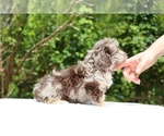 Small #16 ShihPoo