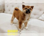 Small Photo #3 Shiba Inu Puppy For Sale in SAN JOSE, CA, USA