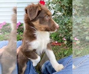 Australian Shepherd Puppy for sale in NEW WASHINGTN, IN, USA