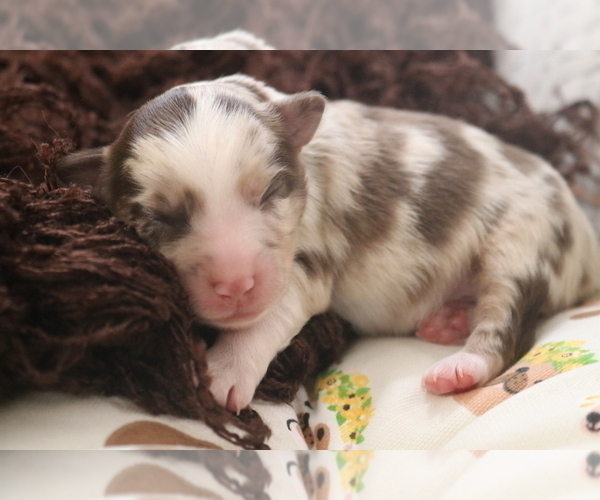 Medium Photo #1 Australian Shepherd Puppy For Sale in STAFFORD, VA, USA