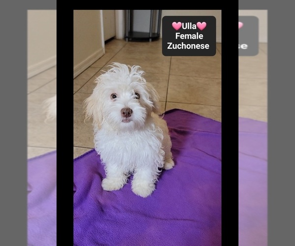 Medium Photo #3 Havanese-Zuchon Mix Puppy For Sale in TUCSON, AZ, USA