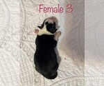 Small Photo #2 Australian Kelpie-Catahoula Leopard Dog Mix Puppy For Sale in SENECA, MO, USA