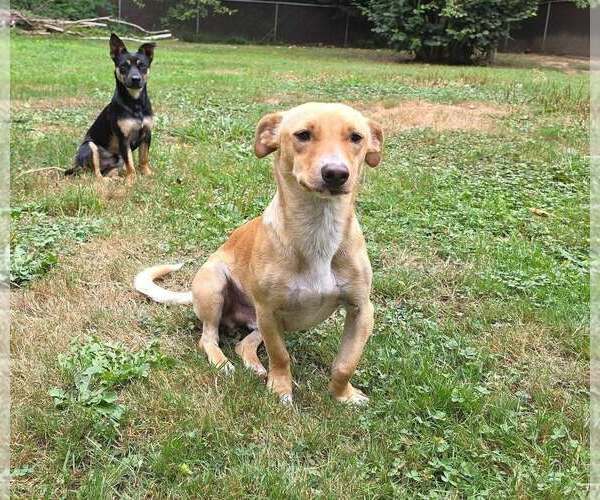 Medium Photo #7 Dorgi Puppy For Sale in Arlington, WA, USA