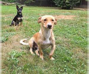 Charlie A Dachshund-Corgi mix male - Male Dorgi Dog for Adoption - Photo #7