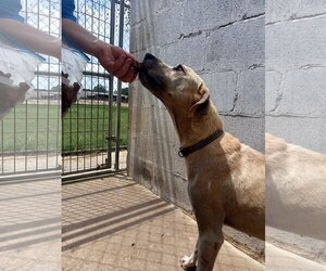 Biscuit - Male Labrador Retriever-Unknown Mix Dog for Adoption - Photo #5