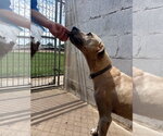 Small Photo #5 Labrador Retriever-Unknown Mix Puppy For Sale in Monticello, MS, USA