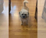 Small #5 Border Terrier
