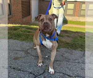 Mutt Dogs for adoption in Boston, MA, USA