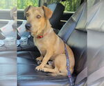 Small #3 Dachshund-Labrador Retriever Mix