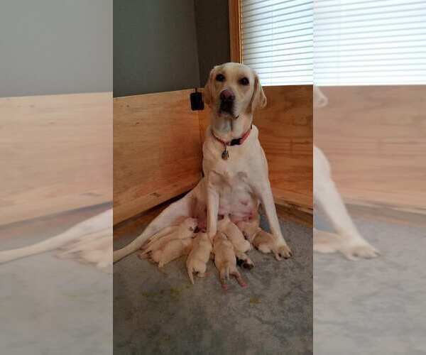 Medium Photo #3 Labrador Retriever Puppy For Sale in WATERFORD, WI, USA