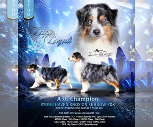 Father of the Miniature American Shepherd puppies born on 11/27/2024