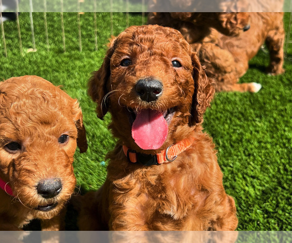 Medium Photo #3 Goldendoodle Puppy For Sale in SAN DIEGO, CA, USA