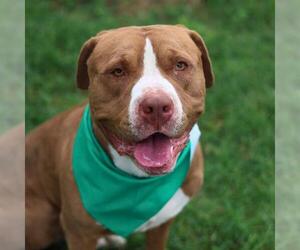 Mutt Dogs for adoption in San Antonio, TX, USA