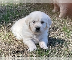 English Cream Golden Retriever Puppy for Sale in ATOKA, Tennessee USA