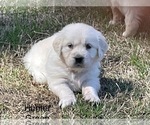 Small Photo #1 English Cream Golden Retriever Puppy For Sale in ATOKA, TN, USA