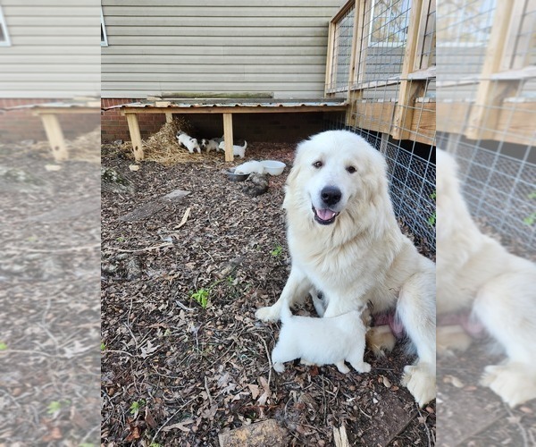 Medium Photo #1 Great Pyrenees Puppy For Sale in ROBBINS, NC, USA