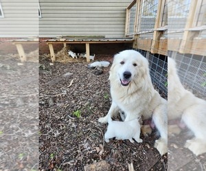Mother of the Great Pyrenees puppies born on 03/18/2023