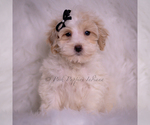 Small Photo #84 Maltipoo (Miniature) Puppy For Sale in WARSAW, IN, USA