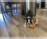 Small Photo #7 Boston Terrier Puppy For Sale in FREDONIA, KS, USA