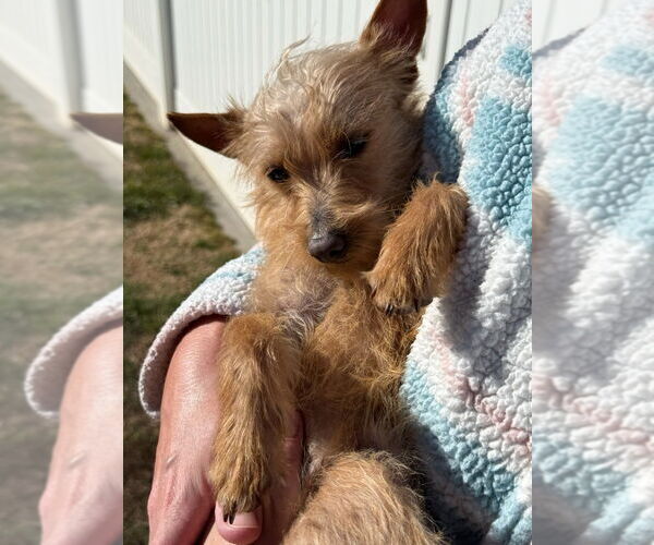 Medium Photo #3 Chihuahua-Unknown Mix Puppy For Sale in Salt Lake City, UT, USA