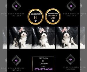 Cavapoo Puppy for sale in WARSAW, IN, USA
