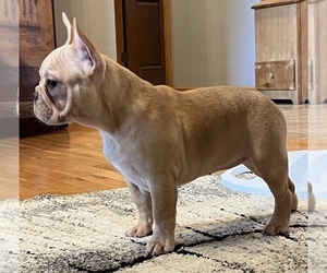 French Bulldog Puppy for sale in BOLIVAR, MO, USA