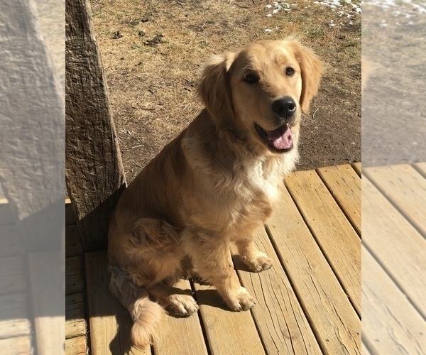 Medium Photo #1 Golden Retriever Puppy For Sale in NUNN, CO, USA