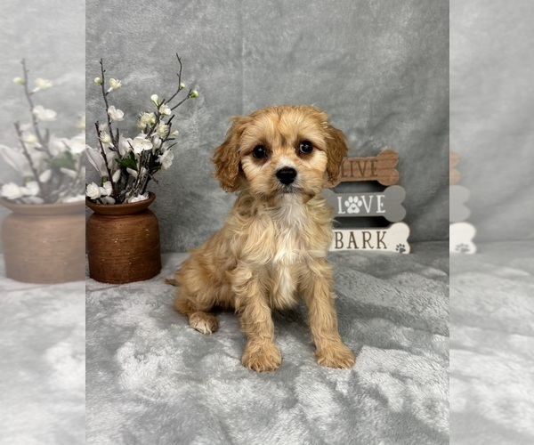Medium Photo #2 Cavapoo (Standard) Puppy For Sale in GREENFIELD, IN, USA