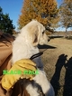 Small Photo #4 Goldendoodle Puppy For Sale in CLARKSVILLE, TX, USA