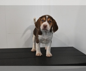 Beagle Puppy for sale in APPLE CREEK, OH, USA