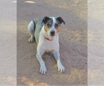 Small #2 Catahoula Leopard Dog