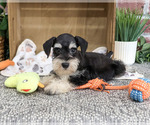 Small #4 Schnauzer (Miniature)
