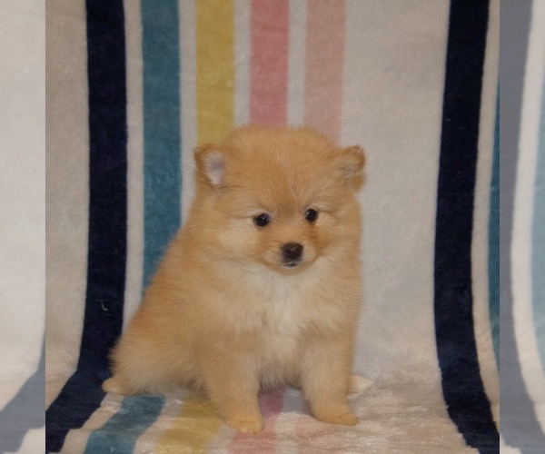Medium Photo #1 Pomeranian Puppy For Sale in LAKE CITY, SC, USA