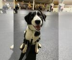 Small #2 Border Collie