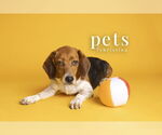 Small #7 Beagle