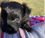 Small Photo #14 Pomeranian-Poodle (Toy) Mix Puppy For Sale in ST GEORGE, UT, USA