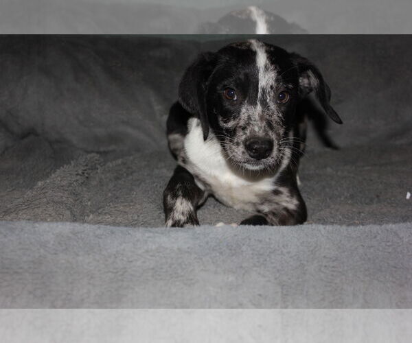 Medium Photo #1 Australian Shepherd-Unknown Mix Puppy For Sale in Phoenix, AZ, USA