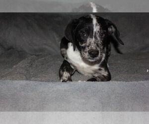 Medium Australian Shepherd Mix