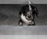 Small Australian Shepherd Mix