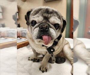 Pug Dogs for adoption in Rancho Cucamonga, CA, USA