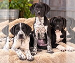 Small Photo #2 Colonial Cocker Spaniel-Unknown Mix Puppy For Sale in Canton, CT, USA