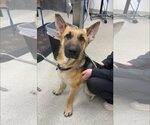 Small #1 German Shepherd Dog Mix