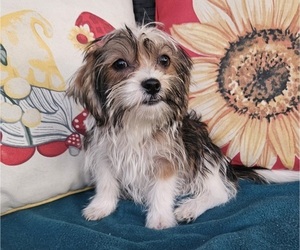Shorkie Tzu Puppy for sale in WALSH, IL, USA